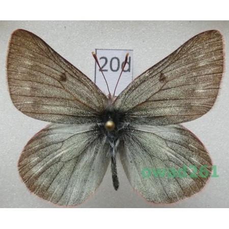 Colias nastes ferrisi Verhulst, 2004 Canada20d